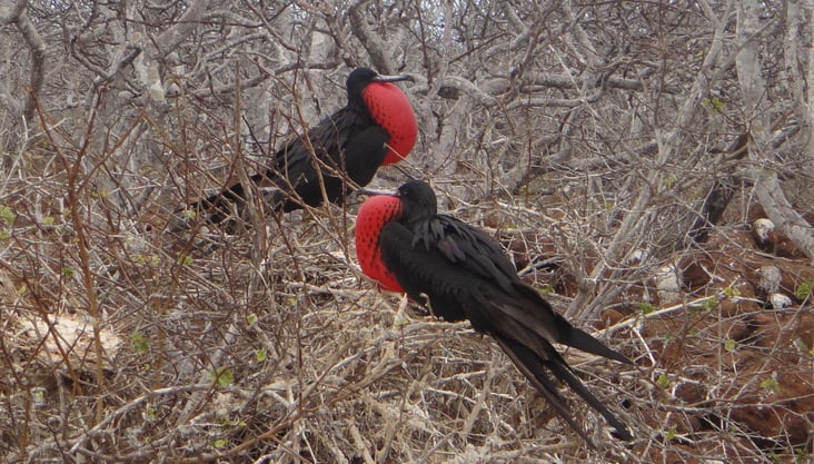 assets/images/20110102-08galapagos-northseymourfrigatebirds08-3-732x417.jpg